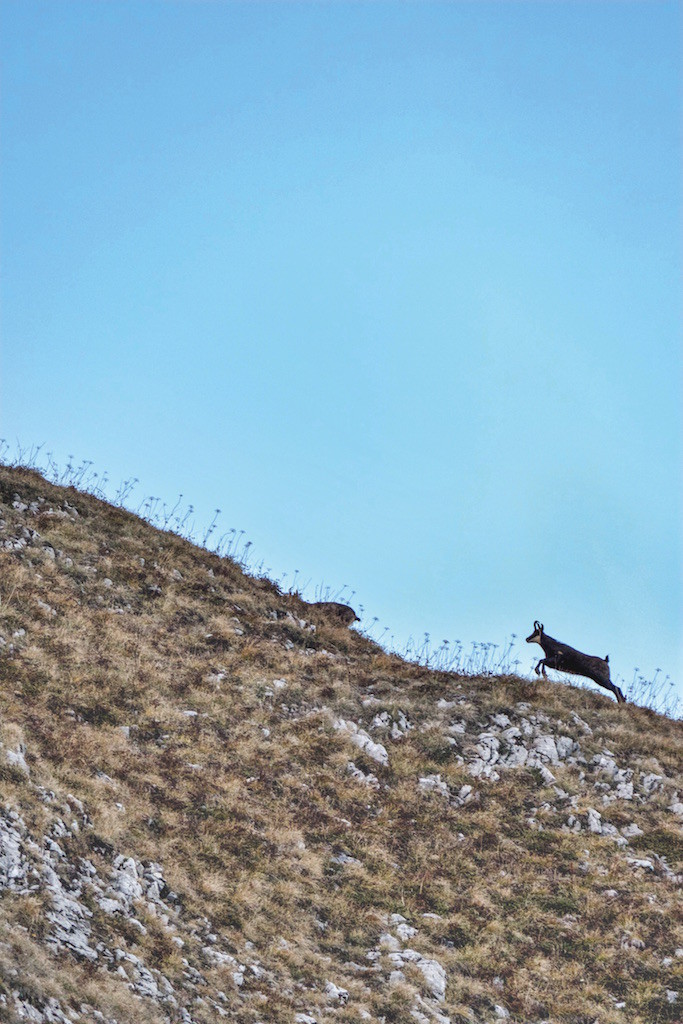 Gamswild äugt hervorragend. Oft hat es den Jäger mit, bevor er es überhaupt sieht. Wenn es ihm zu heikel wird, pfeift es und springt ab. ©Michael Agel