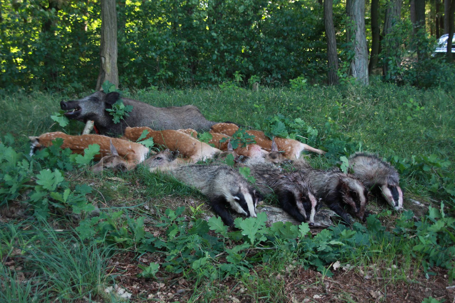 jaegermagazin wilddiebe Jungjäger Damwild dreispross