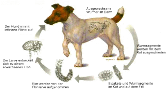 Mein Hund hat Würmer!