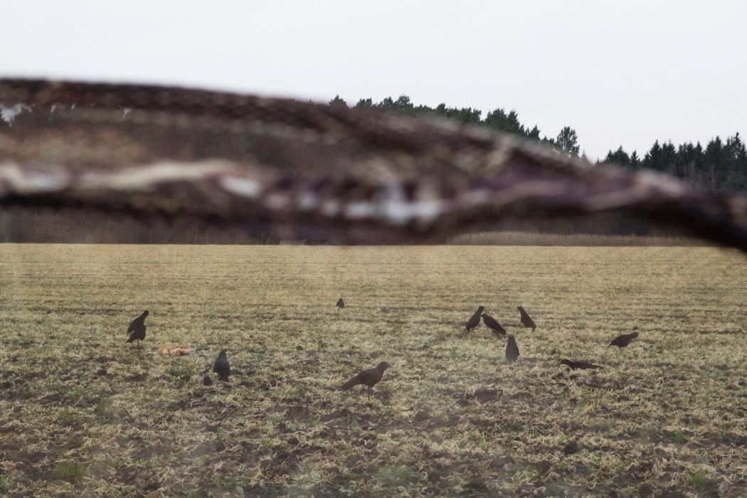 Krähenjagd Jagd Crow