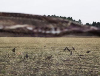 Krähenjagd – mit Flinte und Finesse