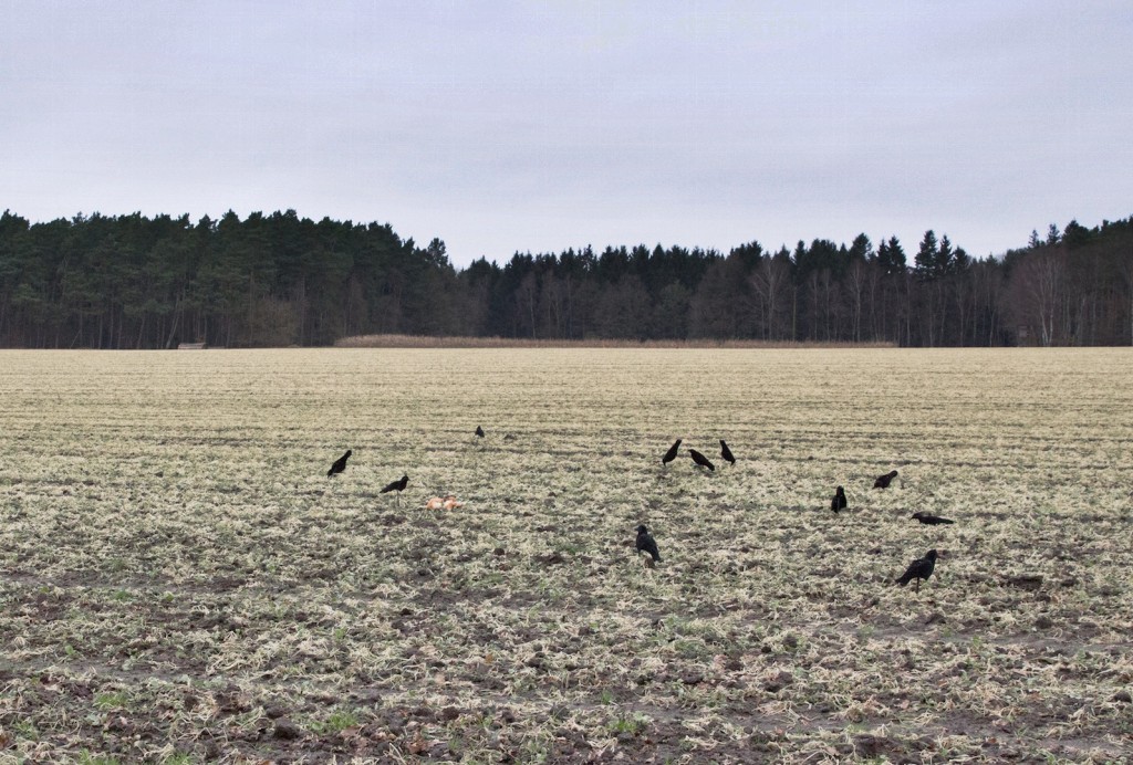 Krähenjagd Jagd Crow