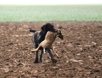 Einer für alles – Jagdhunde für das Wald- und Feldrevier