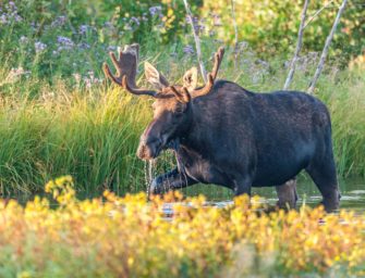 Träumen Sie von Freiheit und frischer Luft?