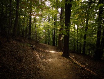 Sensationeller Erfolg für Produktion „Mythos Wald“.