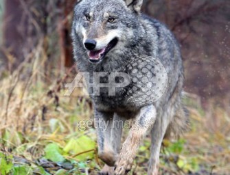 Schweden wildert Wölfe aus