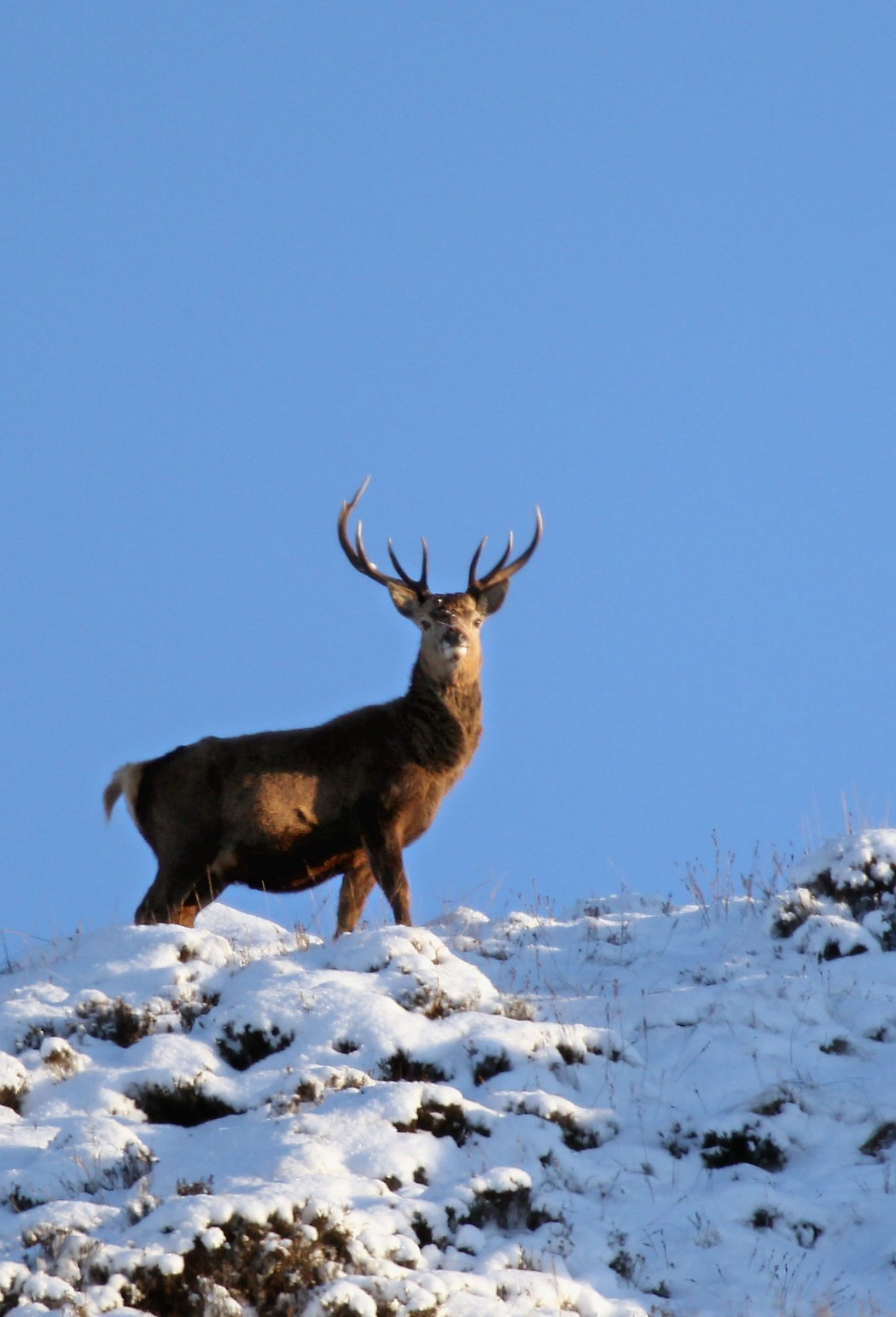 Deer Forage For Food In Glen Clunie