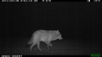 „Problemwolf“ tappt in die Fotofalle