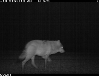 „Problemwolf“ tappt in die Fotofalle