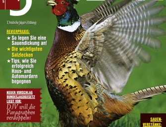 April 2007: Balzjagd auf Fasanenhähne