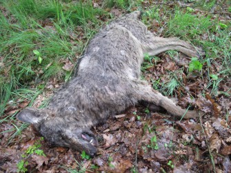 Zwei tote Wölfe und jede Menge Zündstoff