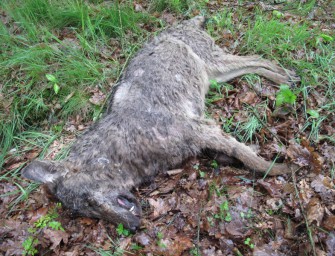 Zwei tote Wölfe und jede Menge Zündstoff