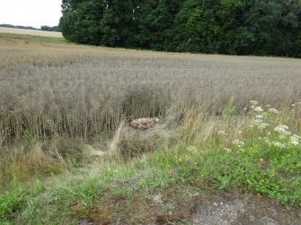 Erneut illegaler Wolfsabschuss