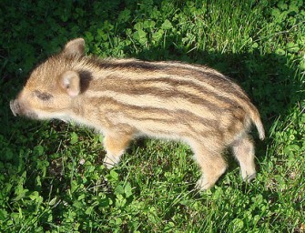 Isegrim wartet am Buffet
