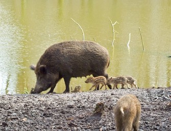 Mehr Licht ins Dunkle