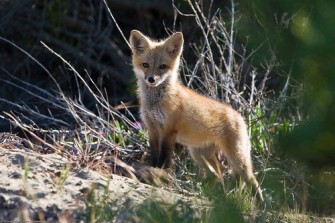Fuchs „büchst aus“
