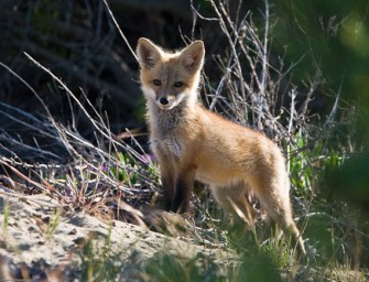 Fuchs „büchst aus“