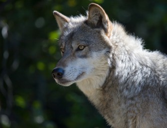 Jäger kümmern sich um Mecklenburger Wölfe