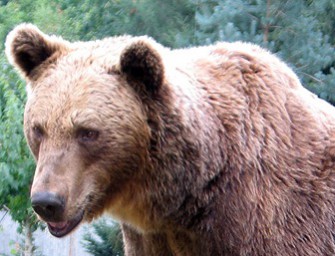 Schweden – Junger Braunbär überrennt Kinderwagen