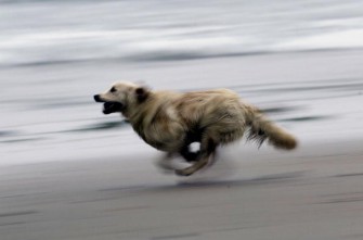 Wildernde Hunde reißen Mufflons auf Rügen