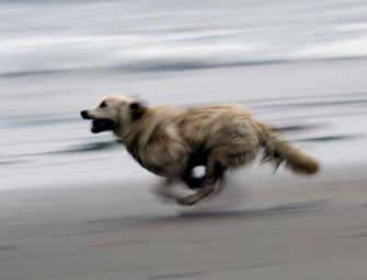 Wildernde Hunde reißen Mufflons auf Rügen