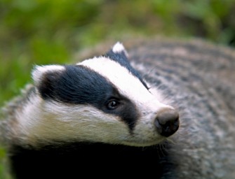 Betrunkener Dachs löst Polizeieinsatz aus