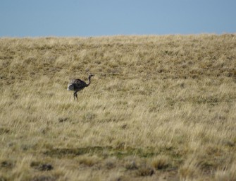 CDU will Exoten zum Abschuss freigeben