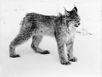 Wanderausstellung „Die Großen Vier“