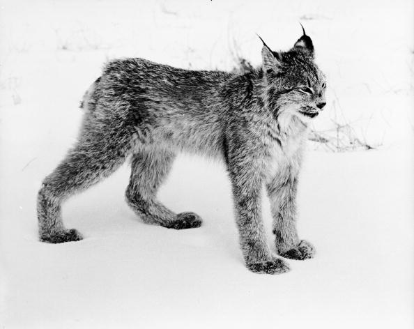 Lynx