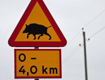 Sauen auf Deutschlands Straßen