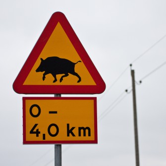 Sauen auf Deutschlands Straßen