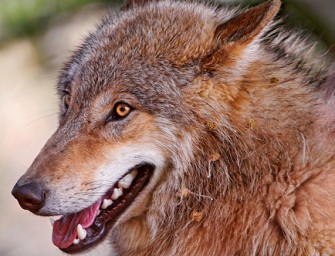 Isegrimm goes Benelux