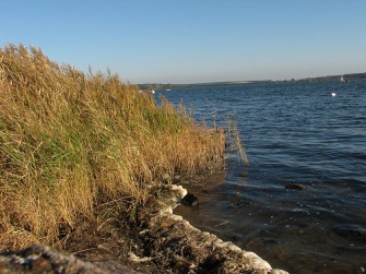 Dutzende von Sauen verludert
