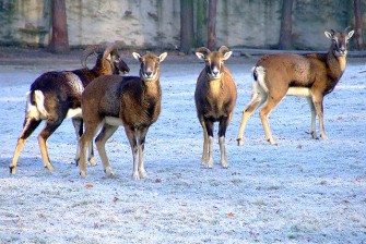 Luchs im Harz weiter auf Konfrontationskurs