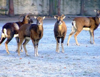 Luchs im Harz weiter auf Konfrontationskurs
