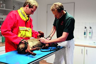 Schnelle Tierarztsuche mit der richtigen App