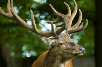 Rekordrecke aus Sachsen-Anhalt