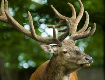 Rekordrecke aus Sachsen-Anhalt