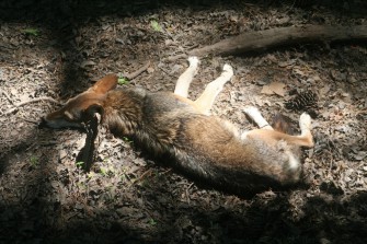 Wolf vs Golf – Verluste in der Lausitz