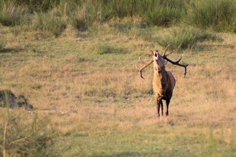 Saarland vor Ausrottung des Rotwildes