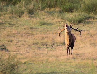 Saarland vor Ausrottung des Rotwildes