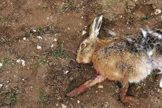 Fuchs du hast den Has gestohlen