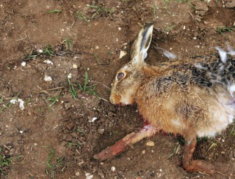 Fuchs du hast den Has gestohlen