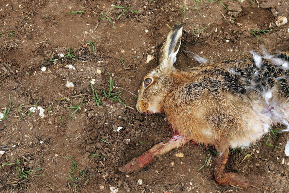 Locals Compete Dogs During Hare Coursing Event In Swaffham