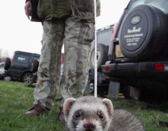 Jäger von Zug erfasst