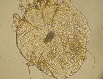 Staupe und Räude uneinheitlich verteilt