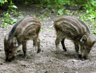 Frischlinge kesseln 19-Jährigen ein