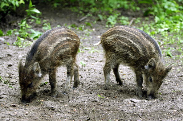 TO GO WITH AFP STORY „Poland’s Bialowiez