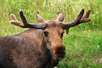 Joggerin besteht Elchtest