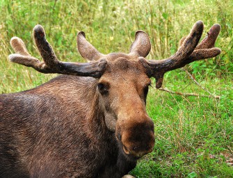 Joggerin besteht Elchtest